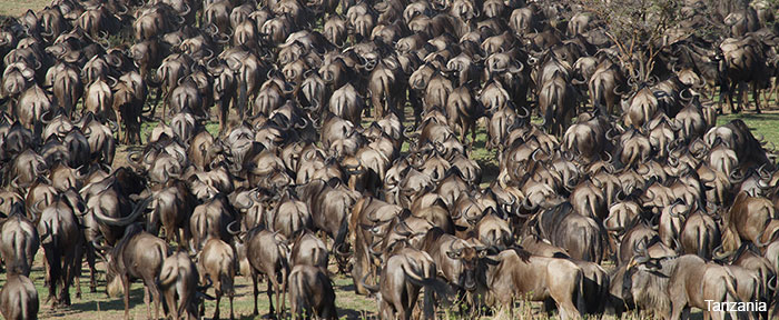 wildebeest