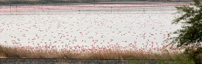 flamingos