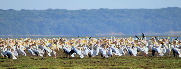 pelicans