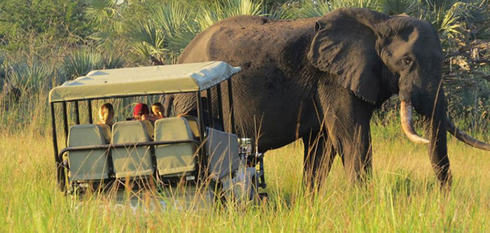 tembe game drive