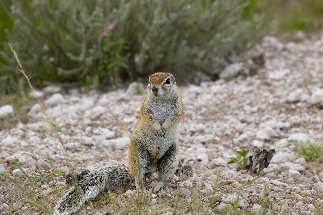 Ground Squirrel